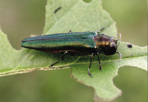 click for info on the emerald ash borer